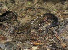 Тритон-малоазиатский_самка_4